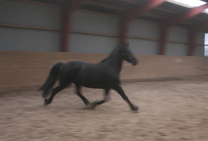 Frieser Marrit fan Tomas-hof STER billede 15