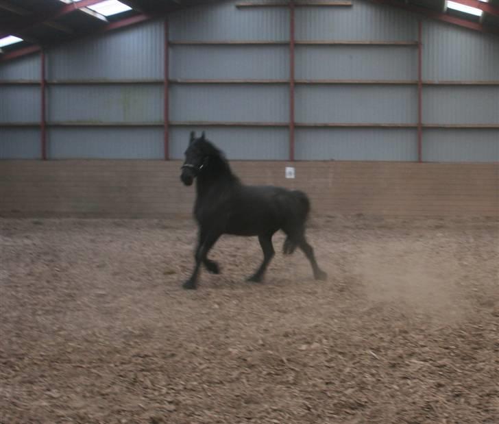 Frieser Marrit fan Tomas-hof STER billede 16