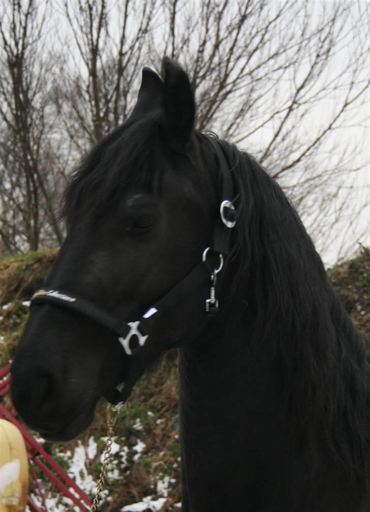 Frieser Marrit fan Tomas-hof STER billede 17