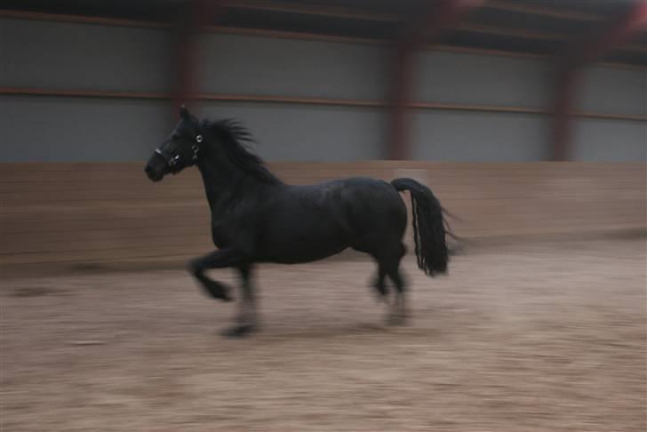 Frieser Marrit fan Tomas-hof STER billede 18