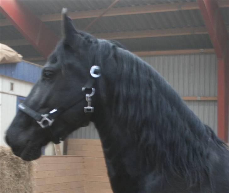 Frieser Marrit fan Tomas-hof STER billede 20