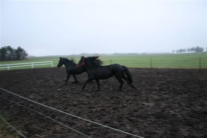 Frieser Rieuwkje G. - SOLGT - Det er hende med den røde grime billede 20