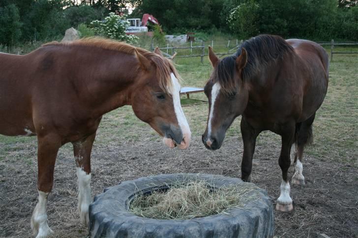 Welsh Cob (sec D) Storhaugs Sir Thomas - Thomas og hans kæreste Beatrice spiser hø billede 13