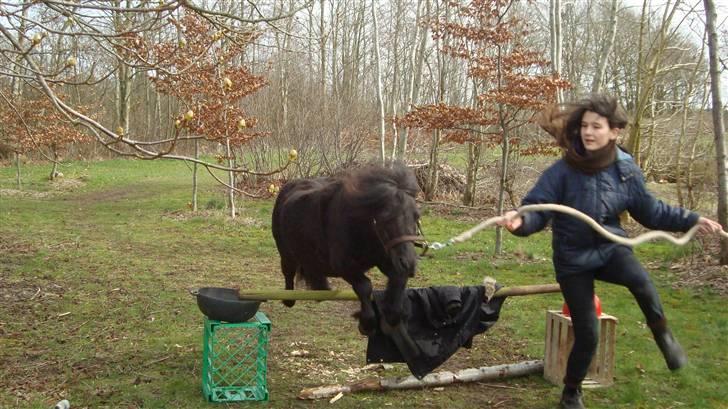 Shetlænder Emil billede 17