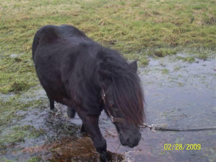Shetlænder Emil - Hahahahahahahaha<3 billede 18