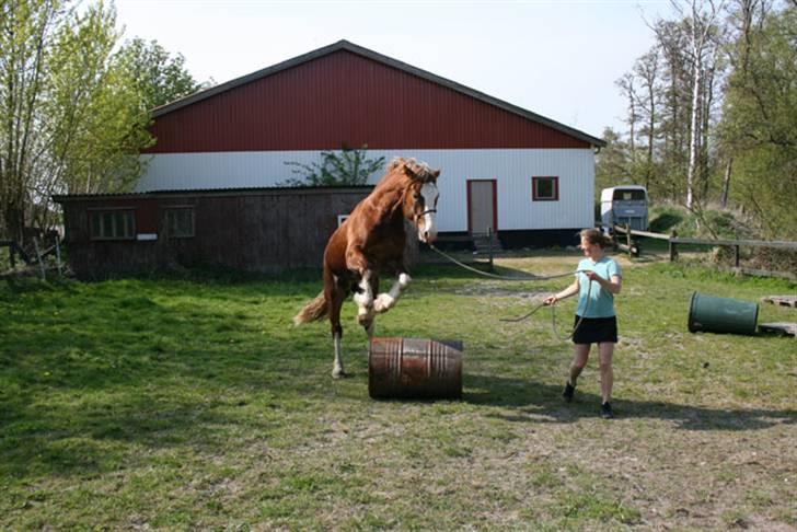 Welsh Cob (sec D) Storhaugs Sir Thomas billede 14