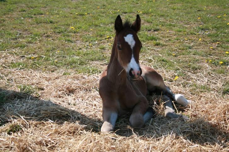 Welsh Cob (sec D) Storhaugs Sir Thomas - Thomas´ første søn Hercules billede 15