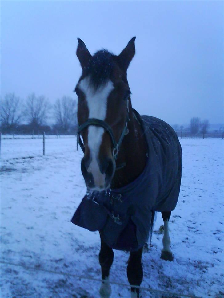 Dansk Varmblod Rocky billede 4