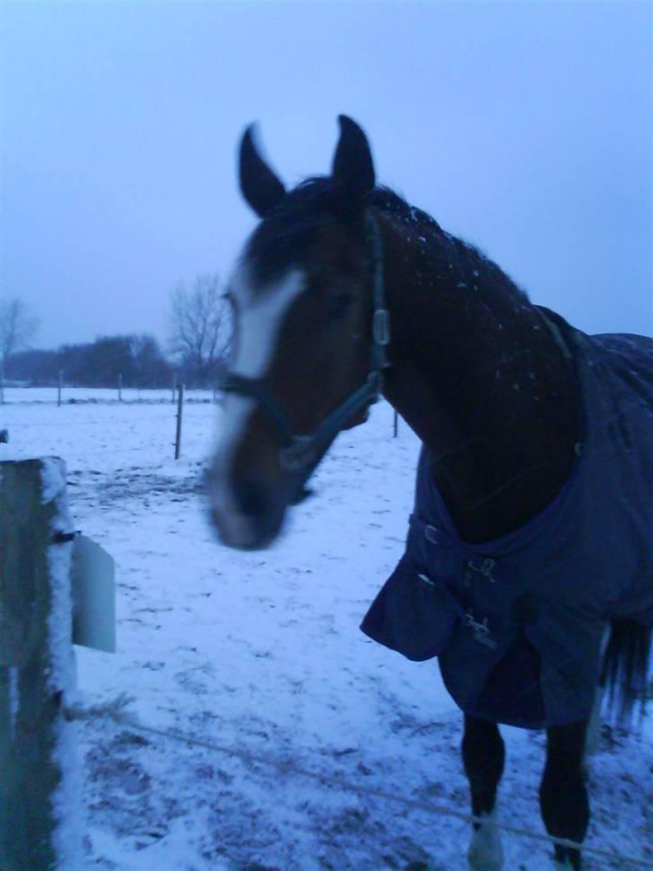 Dansk Varmblod Rocky billede 5