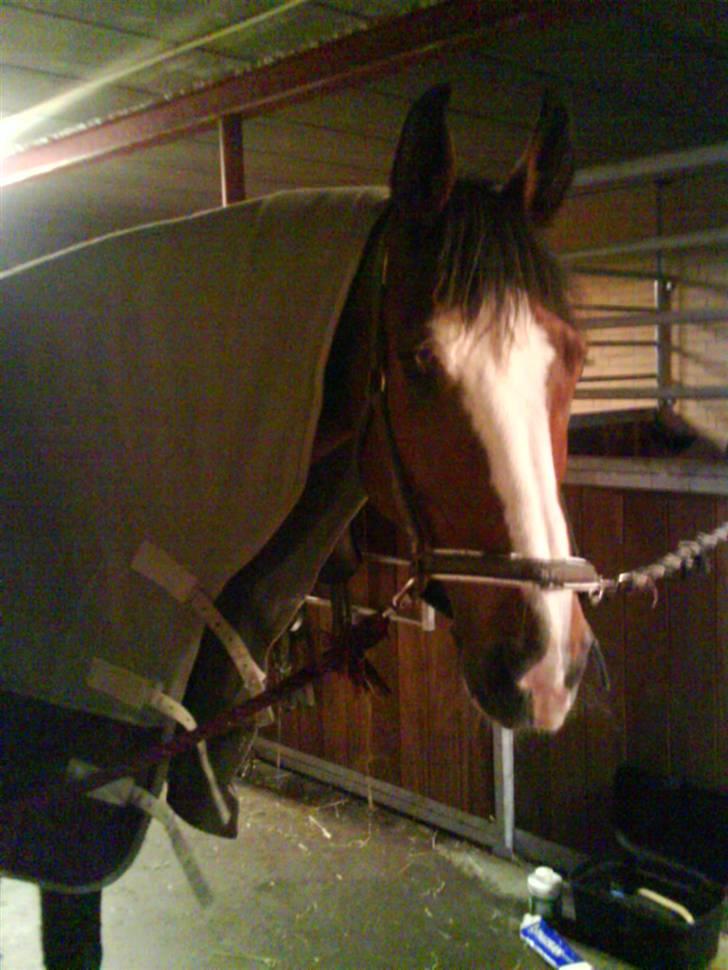 Dansk Varmblod Rocky billede 6