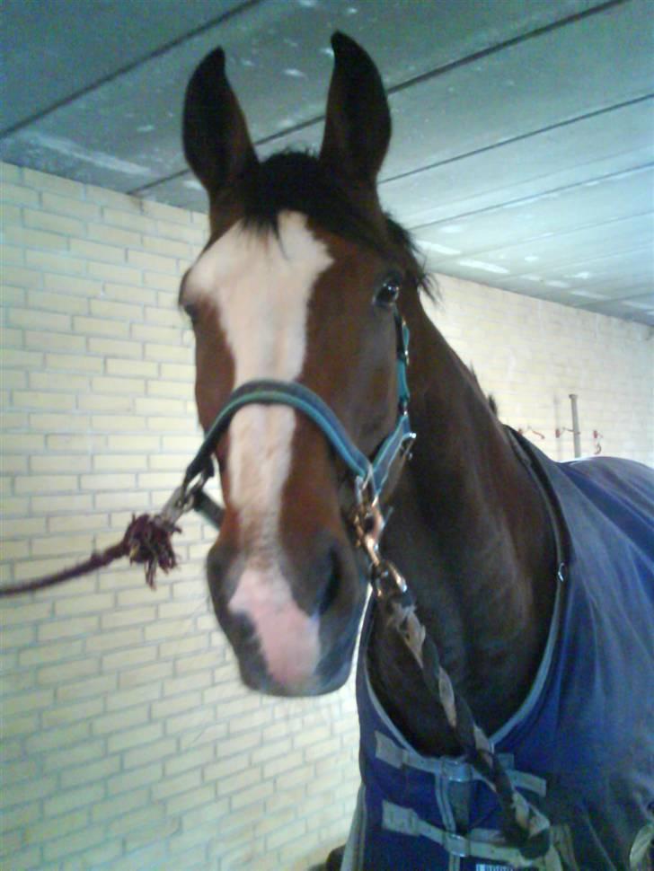 Dansk Varmblod Rocky billede 7