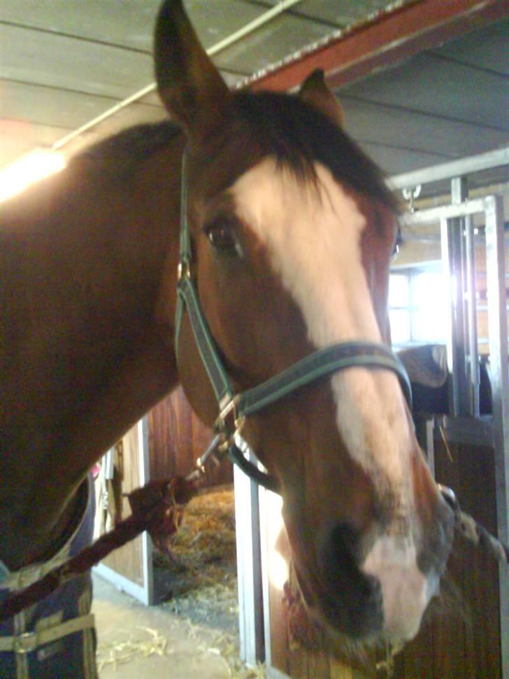 Dansk Varmblod Rocky billede 8