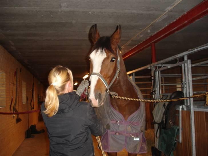 Dansk Varmblod Rocky billede 9