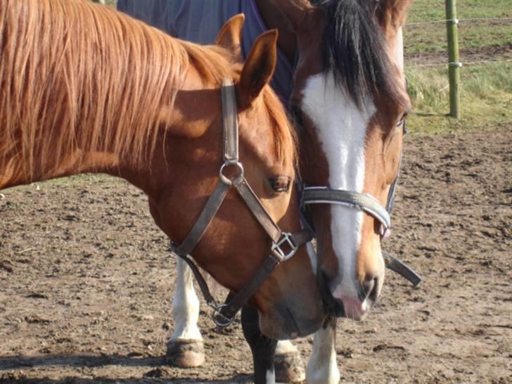 Dansk Varmblod Rocky billede 10