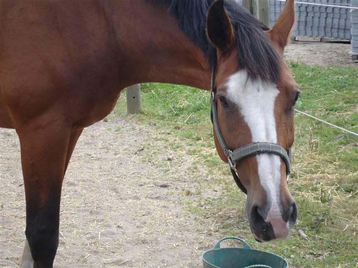 Dansk Varmblod Rocky billede 11