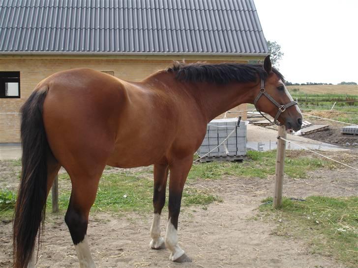 Dansk Varmblod Rocky billede 12