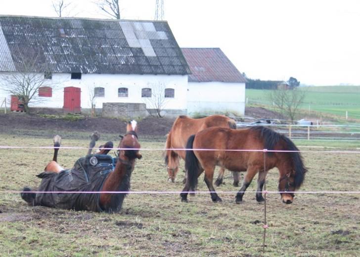 Arabisk fuldblod (OX) Kamran Shah  billede 14