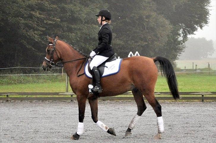 Arabisk fuldblod (OX) Kamran Shah  billede 5