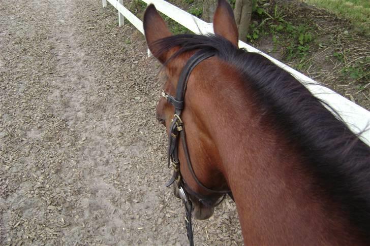 Anden særlig race Rinal (RIP) billede 18