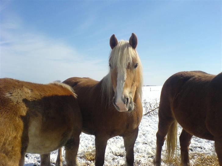 Haflinger Gråbjerghøjs Svea - vinter ... fik lige hendes opmærksom hed mit i maden !!!!!! hun er nok lidt gal billede 7