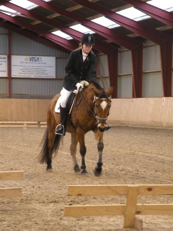 Anden særlig race Komet MIN FOR ALTID - Hylke<33 billede 18