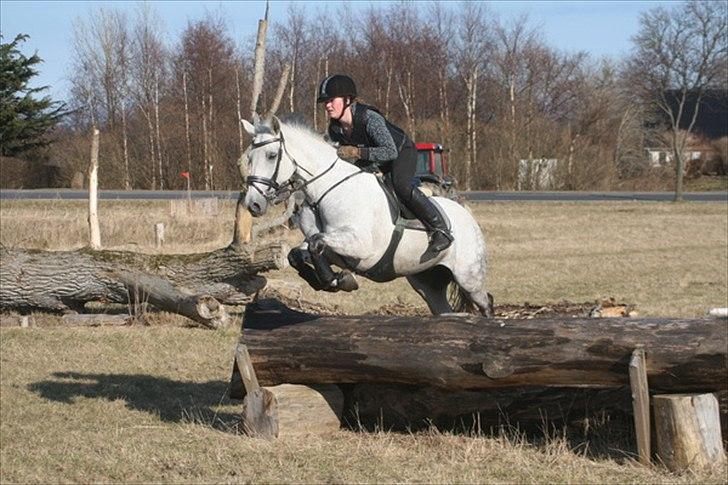 Anden særlig race Skipper Mønstergård. *A-Pony* - Terræntræning d. 27/3 - 2011. Stjernepony. (o: billede 15