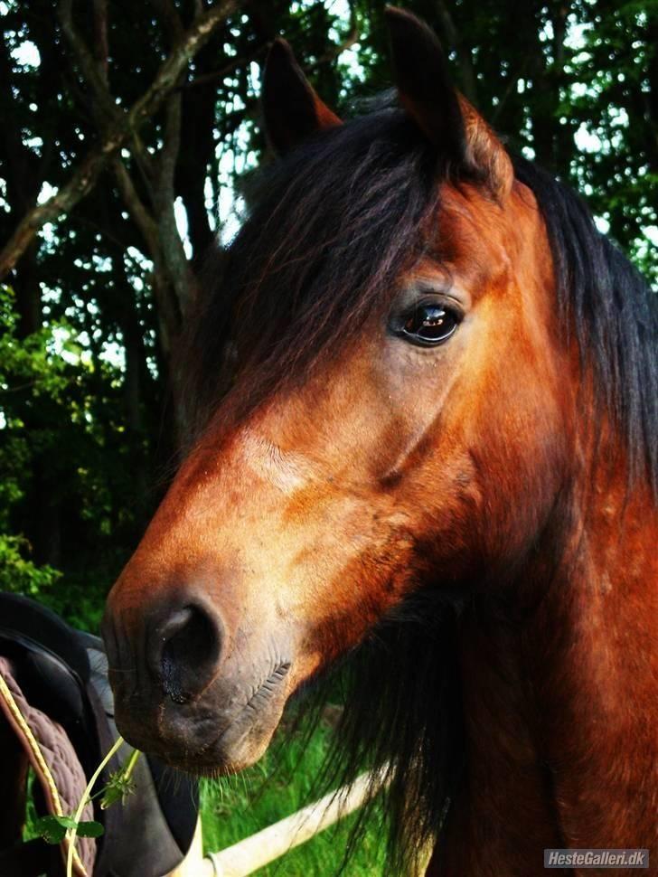 Welsh Cob (sec D) Stallone - Du er alt!  billede 6