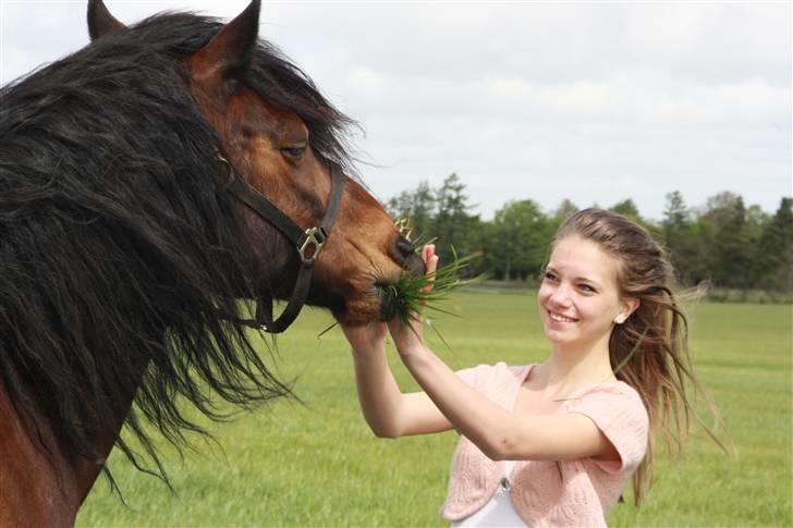 Welsh Cob (sec D) Stallone - Kærlighed.. d. 5 maj 2009 billede 7