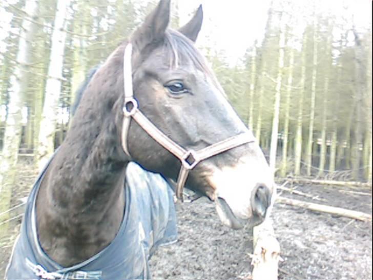 Dansk Varmblod Bambus (passer lidt) billede 1