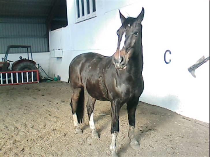 Dansk Varmblod Bambus (passer lidt) billede 2