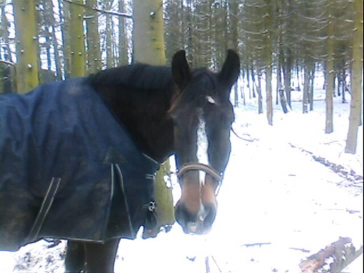 Dansk Varmblod Bambus (passer lidt) billede 3