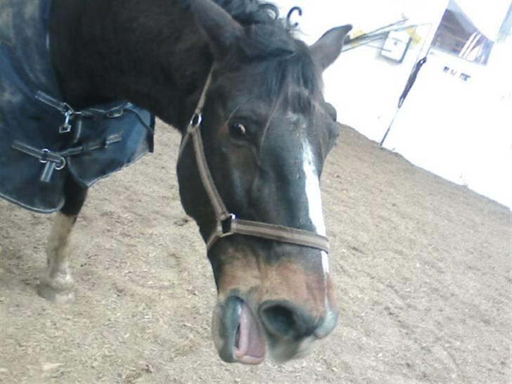 Dansk Varmblod Bambus (passer lidt) - så er vi trætte. billede 4