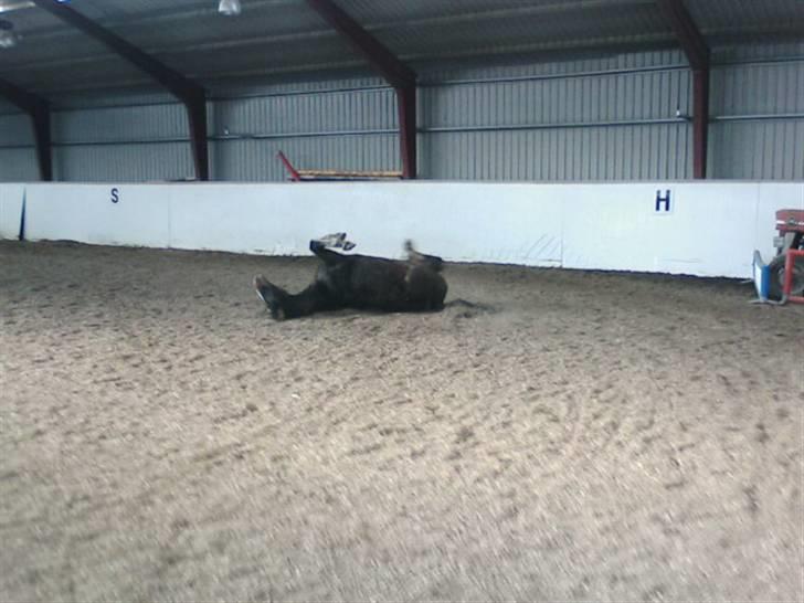 Dansk Varmblod Bambus (passer lidt) - så skal man rule sig :) billede 5