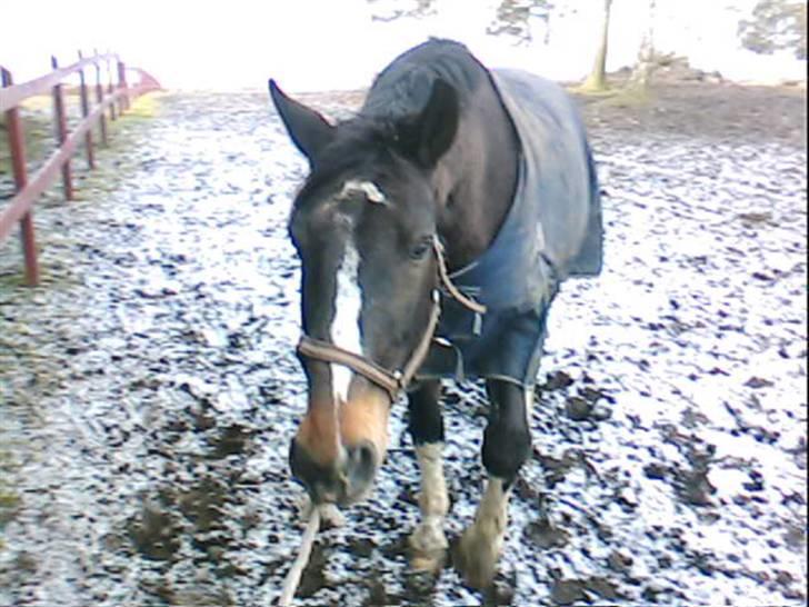 Dansk Varmblod Bambus (passer lidt) billede 6