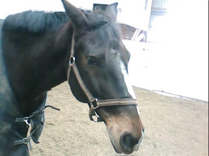 Dansk Varmblod Bambus (passer lidt) billede 8