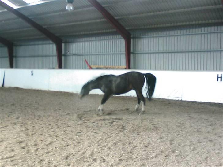 Dansk Varmblod Bambus (passer lidt) - nu er han da lige ved at gå amok. billede 9