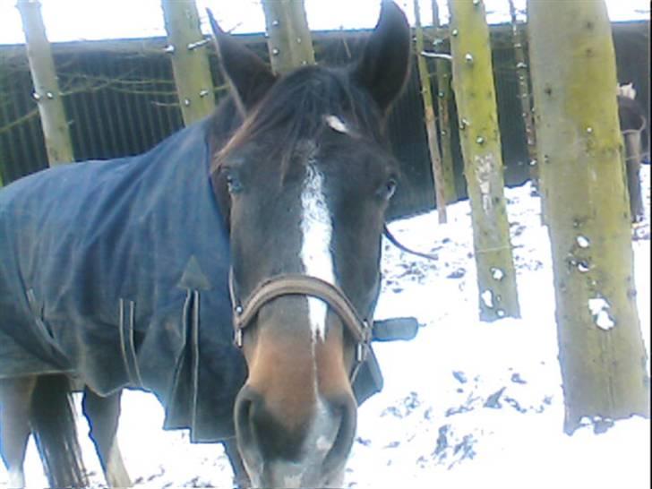 Dansk Varmblod Bambus (passer lidt) billede 10