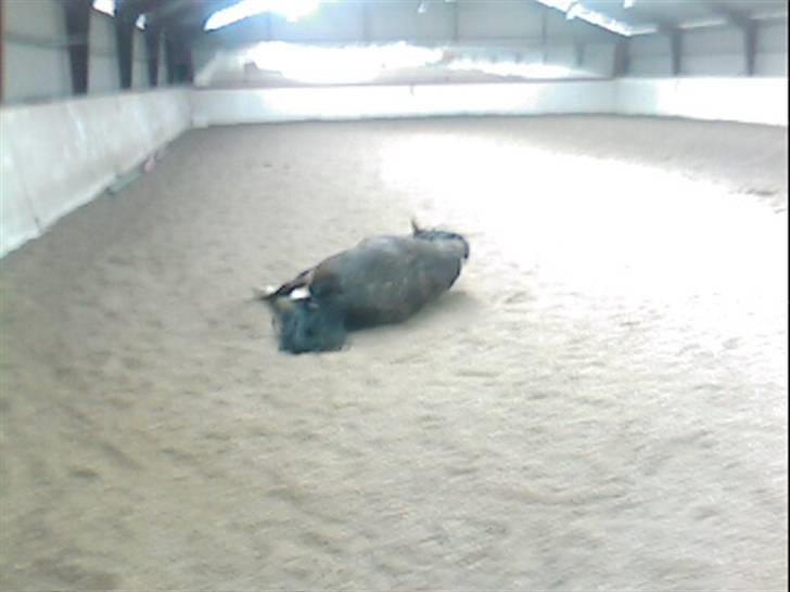 Dansk Varmblod Bambus (passer lidt) - så skal vi lige slappe lidt af.. billede 11