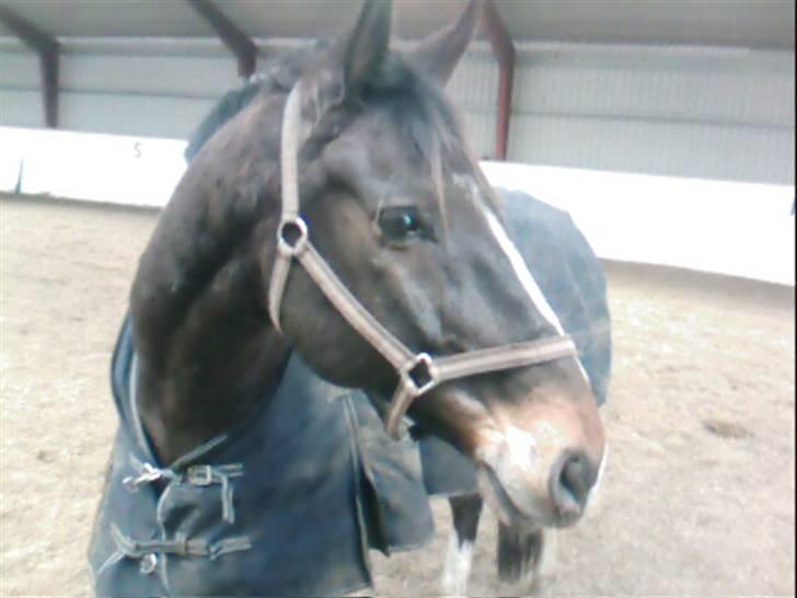 Dansk Varmblod Bambus (passer lidt) billede 12