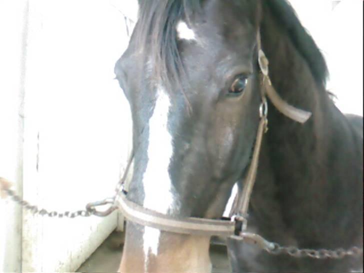 Dansk Varmblod Bambus (passer lidt) billede 13