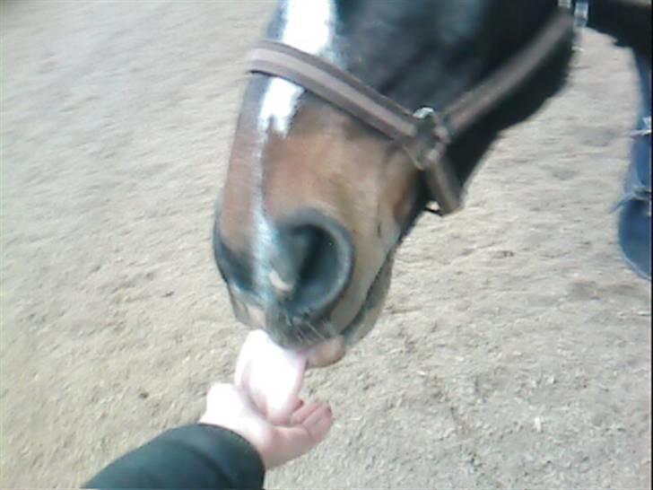 Dansk Varmblod Bambus (passer lidt) - et dejligt kys. billede 14