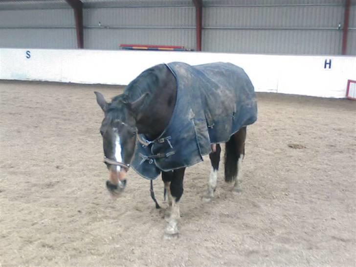 Dansk Varmblod Bambus (passer lidt) - Bambus i ridehallen. billede 15