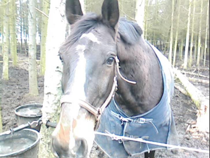 Dansk Varmblod Bambus (passer lidt) billede 17