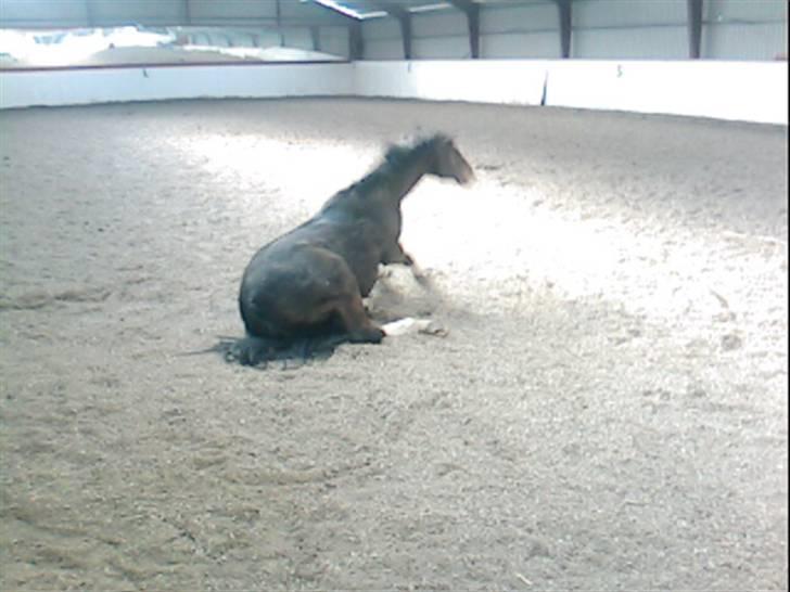 Dansk Varmblod Bambus (passer lidt) - det er svært at komme op igen. billede 18