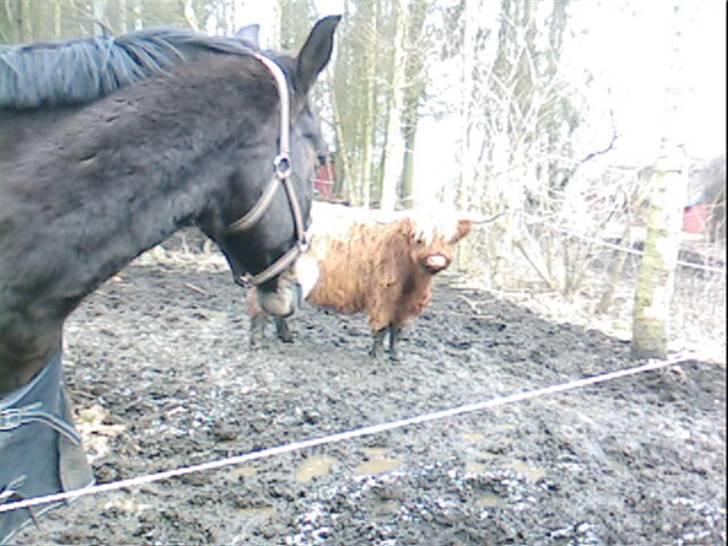 Dansk Varmblod Bambus (passer lidt) - han går på fold med køer og så nogen andre hypper. billede 19