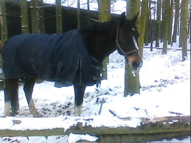 Dansk Varmblod Bambus (passer lidt) billede 20