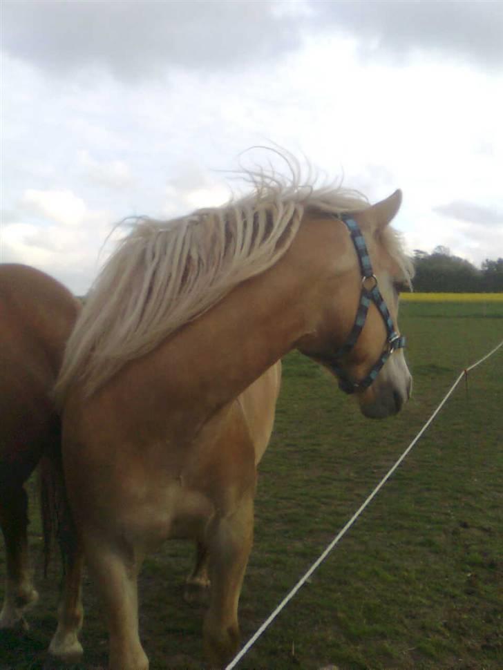 Haflinger Wonder billede 4