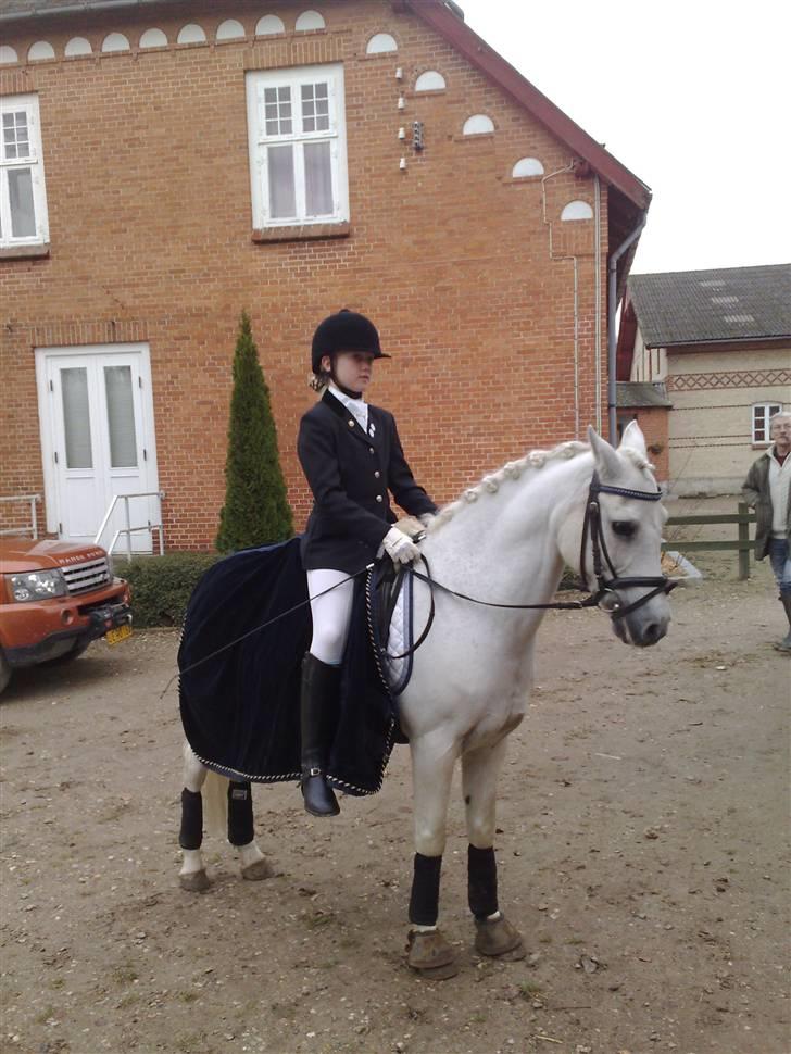 New Forest Amadeus    (gammel part) - mig og desse til stævne i november måned XD billede 6