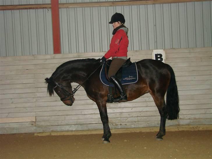 Anden særlig race Daire Girl ¤Grislybjørn¤ - :)  ved godt hun er underlod.. men hun skulle til at klø sig da billede blev taget..  billede 13