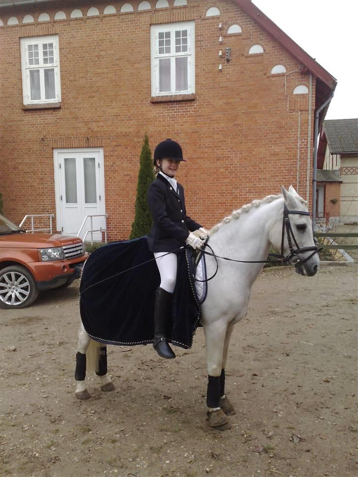 New Forest Amadeus    (gammel part) - mig og desse venter på resutater  billede 8